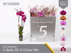 Phalaenopsis Mix 8 Colours 12Ø 70cm 3st