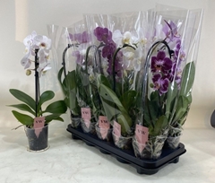 Phalaenopsis Mix 12Ø 50cm 1st