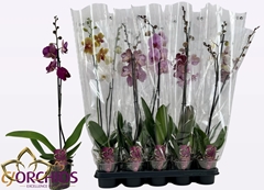 Phalaenopsis Mix 12Ø 75cm 1st