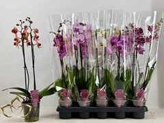 Phalaenopsis Mix 12Ø 55cm 2st