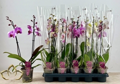 Phalaenopsis Mix 12Ø 55cm 2st
