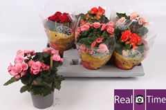 Begonia Double Mix 13Ø 28cm