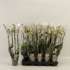Phalaenopsis Marrakesh 12Ø 65cm 4st