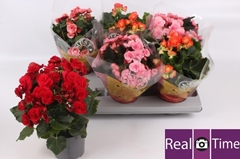 Begonia Double Mix 13Ø 30cm