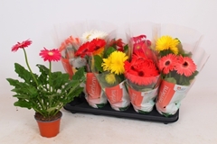 Gerbera Colourgame Mix 12Ø 32cm