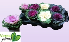 Brassica Oleracea 13Ø 20cm