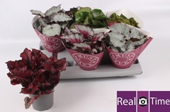 Begonia Leaf Beleaf Mix 13Ø 25cm