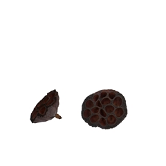 Dried Articles Lotus D06/8cm X50