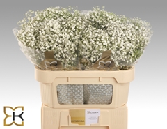 Gypsophila Paniculata Xlence 70cm 20gr.