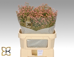 Limonium Inca Diamond 80cm 40gr.