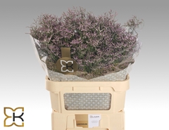 Limonium Safora Lilac 80cm 35gr.