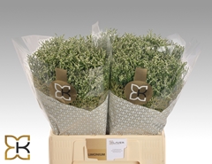 Limonium Sinense Clear Diamond 60cm 20gr.