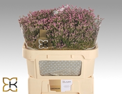 Limonium Sinense Tiffany Diamond 70cm 30gr.