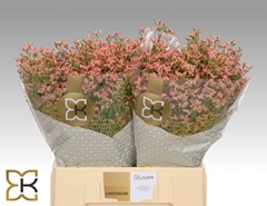 Limonium Inca Diamond 60cm 20gr.
