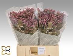 Limonium Sinense Tiffany Diamond 60cm 20gr.