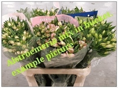 Alstroemeria Mix 75cm 70gr.