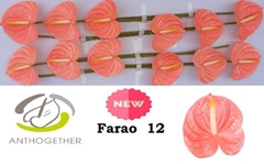 Anthurium Farao 13cm Hd