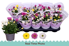 Chrysanth Mix 12Ø 22cm