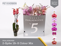 Phalaenopsis Mix 8 Colours 12Ø 70cm 2st
