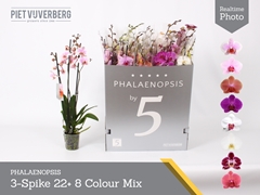 Phalaenopsis Mix 8 Colours 12Ø 70cm 3st