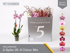 Phalaenopsis Mix 8 Colours 12Ø 70cm 2st