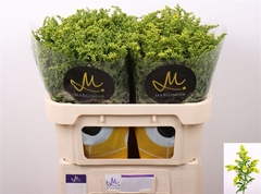 Solidago Carzan Glory 70cm 35gr.