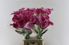 Zantedeschia Pink Jewel 70cm