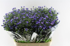 Aster Teeny Tiny Blue 80cm 30gr.