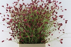 Sanguisorba Officinalis Arnhem 100cm