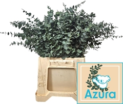 Eucalyptus Gunnii Azura 45cm