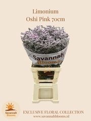 Limonium Safora Oshi Pink 70cm 45gr.