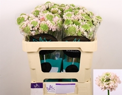 Scabiosa French Vanilla Bon Bon Scoop 50cm