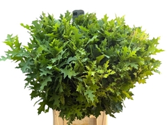Quercus Palustris 80cm