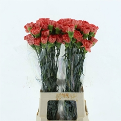 Dianthus Single Hermes Orange 70cm