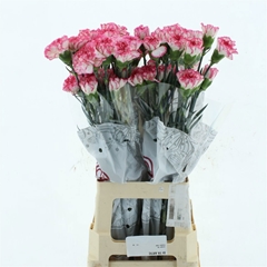 Dianthus Single Spritz 70cm