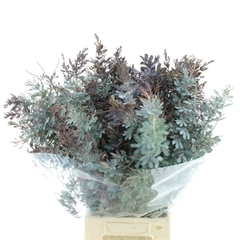Acacia Howittii Clair De Lune Per Bunch 70cm 200gr.
