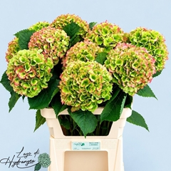 Hydrangea Verena Classic 80cm 20-22cm Hd