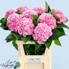 Hydrangea Verena 80cm 20-22cm Hd