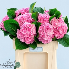 Hydrangea Verena 50cm 16-18cm Hd