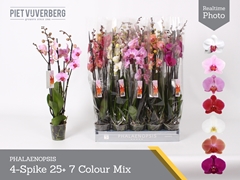 Phalaenopsis Mix 7 Colours 12Ø 70cm 4st