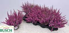 Calluna Vulgaris Beauty Ladies Lynn 12Ø 28cm