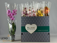 Phalaenopsis Mix 12Ø 65cm 3st