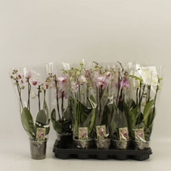 Phalaenopsis Mix 12Ø 55cm 4st