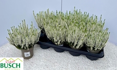 Calluna Vulgaris Beauty Ladies Vivienne 12Ø 26cm