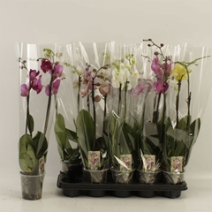 Phalaenopsis Mix 12Ø 60cm 2st