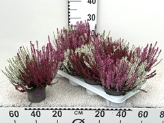 Calluna Garden Girls Trio Girls 11Ø 25cm