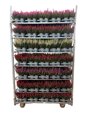 Calluna Beauty Ladies Mix 11Ø 20cm