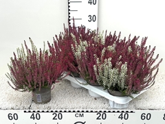 Calluna Garden Girls Trio Girls 11Ø 25cm