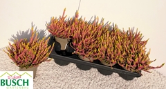 Calluna Garden Girls Golden Angie 12Ø 29cm