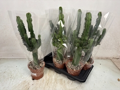 Euphorbia Ingens 17Ø 65cm